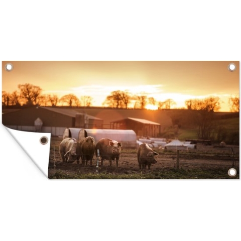 Tuinposter Boerderij - Zon - Varken - 210x100 cm - Wanddecoratie Buiten - Tuinposter - Tuindoek - Schuttingposter - Tuinschilderij