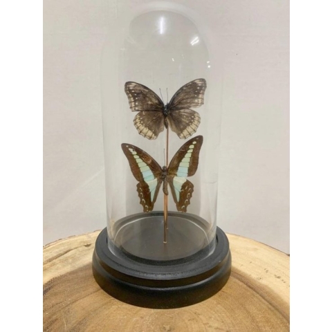 Vtw Living - Vlinder in Glazen Stolp - Vlinders - Bruin - 20 cm hoog