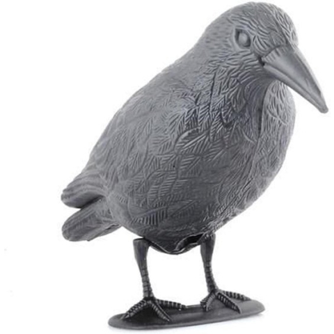 Raaf  Raven - Corbeau (tuin / haloween)