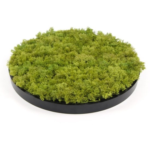 Jivana Moscirkel - MOSS Lime Green - 75 cm diameter met kader in antraciet look - Wanddecoratie voor binnen | muurdecoratie voor buiten