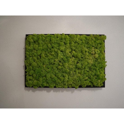 Een Mosschilderij of Moswand gemaakt van IJslands, Plat of Bol mos als wanddecoratie is de perfecte onderhoudsvrije plantenwand voor binnen in een woonkamer.