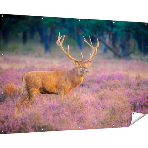 Gards Tuinposter Hert in de Weide tijdens Zonsondergang - 180x120 cm - Tuindoek - Tuindecoratie - Wanddecoratie buiten - Tuinschilderij