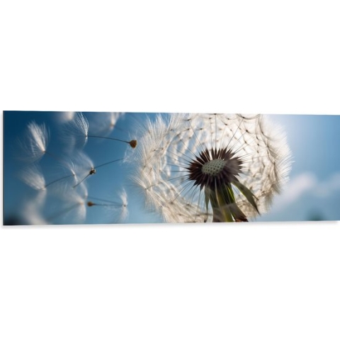 Dibond - Half Weggeblazen Paardenbloem met Heldere Lucht Achtergrond - 120x40 cm Foto op Aluminium (Wanddecoratie van metaal)
