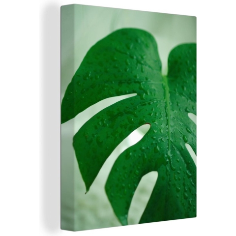 Canvas Schilderij Close-up van druppels op een blad van kaas plant (Monstera deliciosa) - 90x120 cm - Wanddecoratie