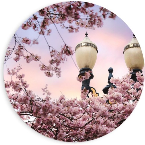 PVC Schuimplaat Muurcirkel - Roze Bloemen met Lantaarnpaal - 90x90 cm Foto op Muurcirkel (met ophangsysteem)