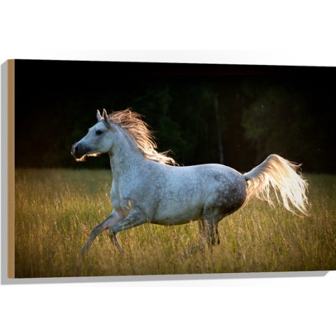 Hout - Rennende Schimmel Paard door Hoog Gras in de Wei - 90x60 cm - 9 mm dik - Foto op Hout (Met Ophangsysteem)