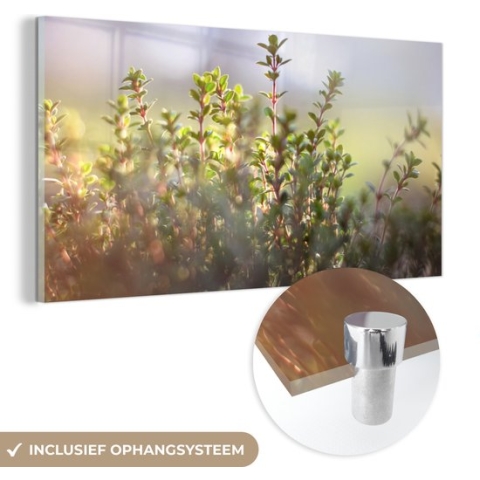 MuchoWow® Glasschilderij - Winters zonlicht verlicht de tijm planten in de natuur - 80x40 cm - Acrylglas Schilderijen - Foto op Glas