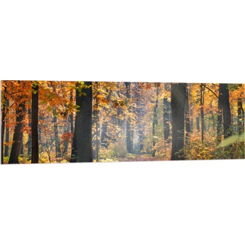 Acrylglas - Bos met Oranje Blaadjes in de Herfst - 150x50 cm Foto op Acrylglas (Wanddecoratie op Acrylaat)