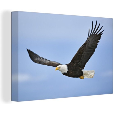 Canvas Schilderij Amerikaanse zeearend - Adelaar - Vliegend - Vogels - 120x80 cm - Wanddecoratie