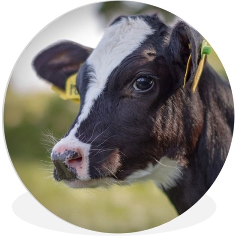 WallCircle - Wandcirkel - Muurcirkel Binnen - Koe - Kalf - Dieren - Boerderij - 90x90 cm - Wanddecoratie - Ronde Schilderijen