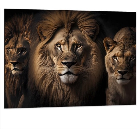 Dibond - Portretfoto van Drietal Prachtige Leeuwen - 100x75 cm Foto op Aluminium (Met Ophangsysteem)