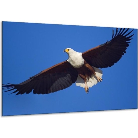 Schilderij Op Canvas Adelaar, Vogel - Blauw, Wit, Zwart - 120x70cm 1Luik - Foto Op Canvas - GroepArt 6000+ Schilderijen 0p Canvas Art Collectie - Wanddecoratie - Woonkamer - Slaapkamer - Canvas Print