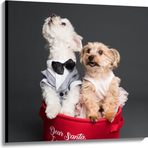 Canvas - Honden in Pakjes met Grijze Achtergrond - 100x100 cm Foto op Canvas Schilderij (Wanddecoratie op Canvas)