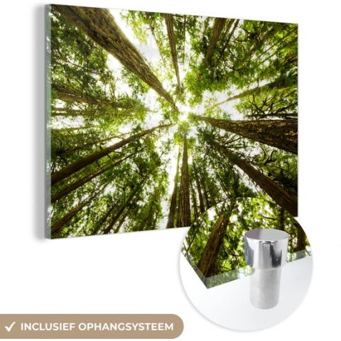 MuchoWow® Glasschilderij - Hoge groene bomen in jungle - 120x80 cm - Acrylglas Schilderijen - Foto op Glas