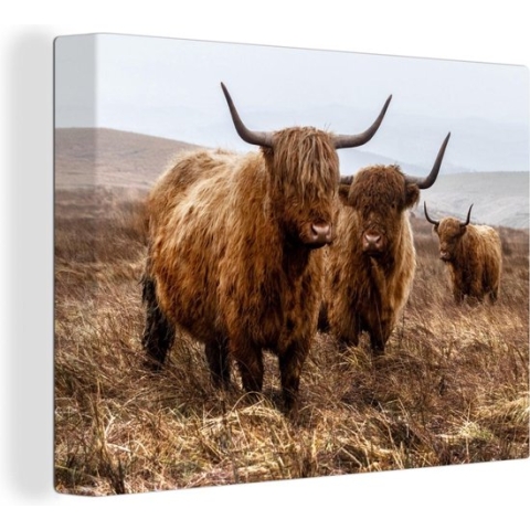 Canvas Schilderij Schotse hooglander - Koeien - Park - 160x120 cm - Wanddecoratie XXL