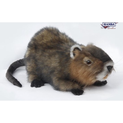 Waterrat, Ragondin, Hansa