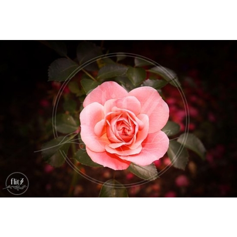 100% Nederlandse Productie! │ Diamond Painting │ Roze Roos │ Formaat 60 x 40 cm │ Diamond Painting Pakket Volwassen │ Volledige bedekking │ Vierkant │ Full │ Flitzz Diamond Painting