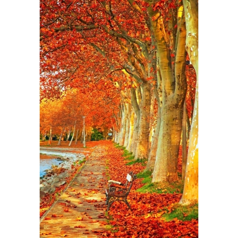 100% Nederlandse Productie! │ Diamond Painting │ Bomen in Herfst│ Formaat 40 x 60 cm │ Diamond Painting Pakket Volwassen │ Volledige bedekking │ Vierkant │ Full │ Flitzz Diamond Painting