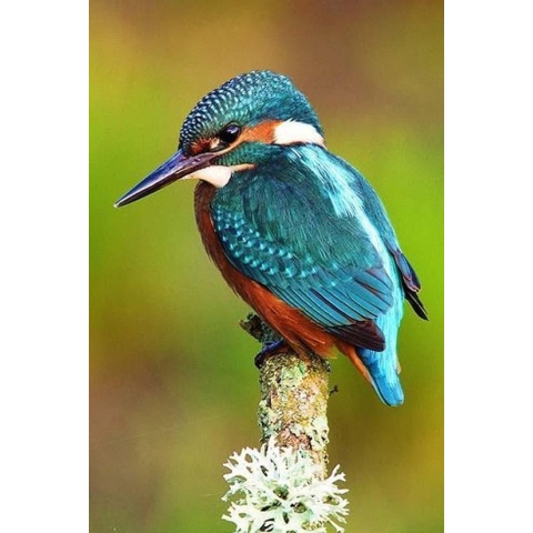 100% Nederlandse Productie! │ Diamond Painting │ Kingfisher - IJsvogel │ Formaat 40 x 60 cm │ Diamond Painting Pakket Volwassen │ Volledige bedekking │ Vierkant │ Full │ Flitzz Diamond Painting