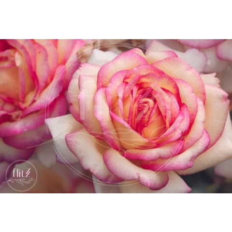 100% Nederlandse Productie! │ Diamond Painting │ Rozen Close-Up │ Formaat 75 x 50 cm │ Diamond Painting Pakket Volwassen │ Volledige bedekking │ Vierkant │ Full │ Flitzz Diamond Painting