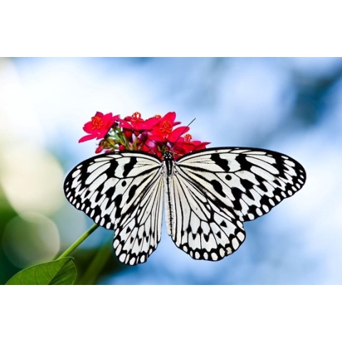 100% Nederlandse Productie! │ Diamond Painting │ Witte Vlinder op Bloem │ Formaat 60 x 40 cm │ Diamond Painting Pakket Volwassen │ Volledige bedekking │ Vierkant │ Full │ Flitzz Diamond Painting