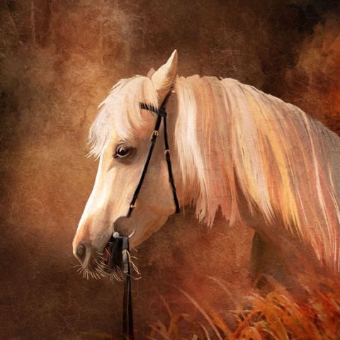 100% Nederlandse Productie! │ Diamond Painting │ Portret Paard │ Formaat 60 x 60 cm │ Diamond Painting Pakket Volwassenen │ Volledige bedekking │ Vierkant │ Full │ Flitzz Diamond Painting