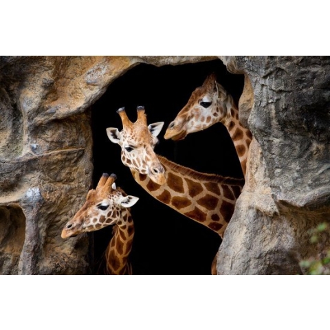 100% Nederlandse Productie! │ Diamond Painting │ Giraffen 2 │ Formaat 90 x 60 cm │ Diamond Painting Pakket Volwassenen │ Volledige bedekking │ Vierkant │ Full │ Flitzz Diamond Painting