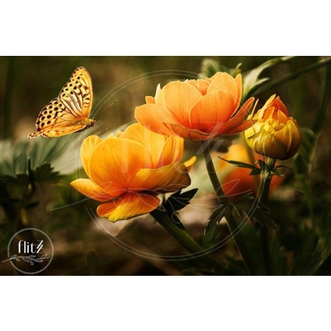 100% Nederlandse Productie! │ Diamond Painting │ Bloemen en Vlinder │ Formaat 90 x 60 cm │ Diamond Painting Pakket Volwassen │ Volledige bedekking │ Vierkant │ Full │ Flitzz Diamond Painting