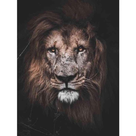 Diamond painting - Machtige leeuw - Geproduceerd in Nederland - 60 x 90 cm - canvas materiaal - vierkante steentjes - Binnen 2-3 werkdagen in huis