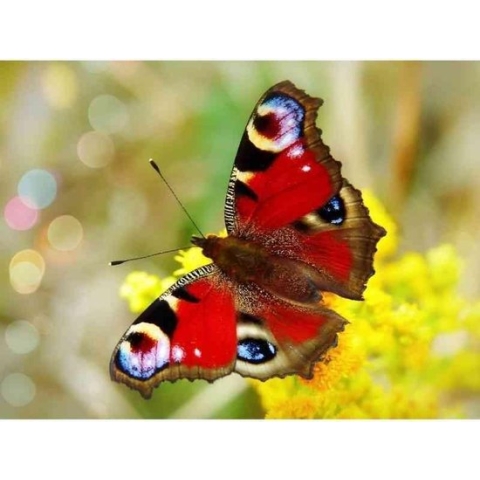 Diamond painting - Prachtige rode vlinder - Geproduceerd in Nederland - 50 x 70 cm - canvas materiaal - vierkante steentjes - Binnen 2-3 werkdagen in huis
