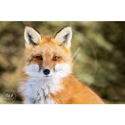 100% Nederlandse Productie! │ Diamond Painting │ Rode Vos │ Formaat 60 x 40 cm │ Diamond Painting Pakket Volwassen │ Volledige bedekking │ Vierkant │ Full │ Flitzz Diamond Painting