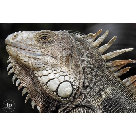 100% Nederlandse Productie! │ Diamond Painting │ Grijze Leguaan│ Formaat 60 x 40 cm │ Diamond Painting Pakket Volwassen │ Volledige bedekking │ Vierkant │ Full │ Flitzz Diamond Painting