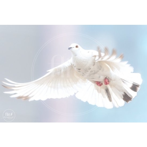 100% Nederlandse Productie! │ Diamond Painting │ Witte Duif │ Formaat 60 x 40 cm │ Diamond Painting Pakket Volwassen │ Volledige bedekking │ Vierkant │ Full │ Flitzz Diamond Painting