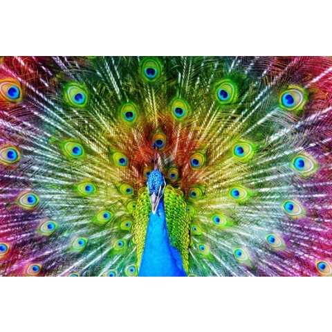 100% Nederlandse Productie! │ Diamond Painting │ Pauw Kleurrijk │ Formaat 90 x 60 cm │ Diamond Painting Pakket Volwassen │ Volledige bedekking │ Vierkant │ Full │ Flitzz Diamond Painting