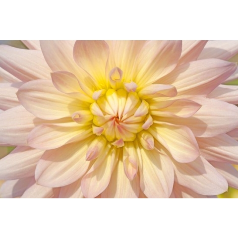 100% Nederlandse Productie! │ Diamond Painting │ Dahlia Bloem │ Formaat 120 x 80 cm │ Diamond Painting Pakket Volwassen │ Volledige bedekking │ Vierkant │ Full │ Flitzz Diamond Painting