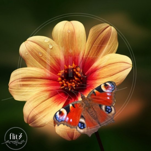 100% Nederlandse Productie! │ Diamond Painting │ Vlinder op Bloem  01 │ Formaat 50 x 50 cm │ Diamond Painting Pakket Volwassen │ Volledige bedekking │ Vierkant │ Full │ Flitzz Diamond Painting