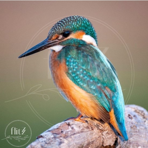 100% Nederlandse Productie! │ Diamond Painting │ Kingfisher – IJsvogel 01 │ Formaat 70 x 70 cm │ Diamond Painting Pakket Volwassen │ Volledige bedekking │ Vierkant │ Full │ Flitzz Diamond Painting