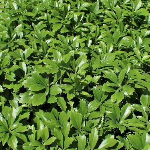 50 x Schaduwkruid of Dikkemanskruid Green Carpet - Wintergroene Bodembedekker - Pachysandra terminalis 'Green Carpet' in 9x9cm pot met hoogte 5-10cm