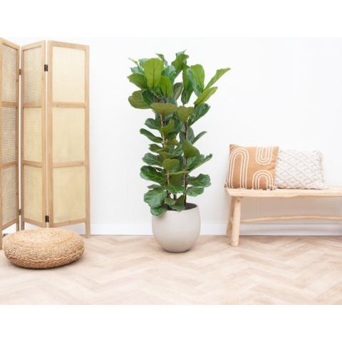Ficus Lyrata struik - 160cm
