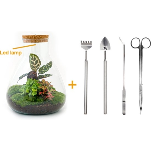 Terrarium - Sam LED Calathea - ↑ 31 cm - Ecosysteem plant - Kamerplanten - DIY planten terrarium - Inclusief Hark + Schep + Pincet + Schaar