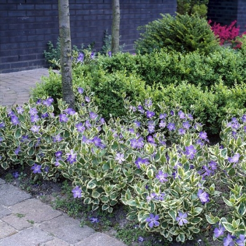 25 x Grote Bonte Maagdenpalm - Wintergroene Bodembedekker - Vinca major 'Variegata' in 9x9cm pot met hoogte 5-10cm