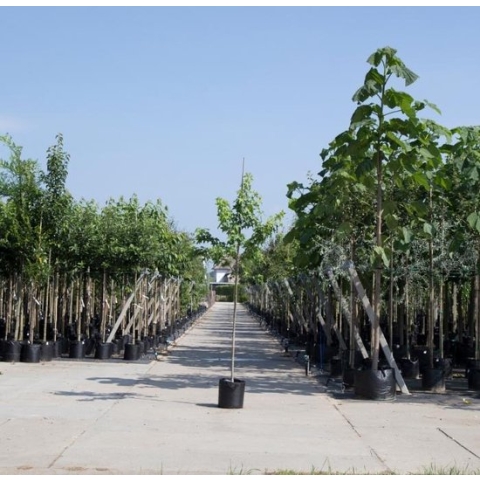 Bomenbezorgd.nl - Amberboom - ‘Liquidambar styraciflua - 200-300 cm totaalhoogte