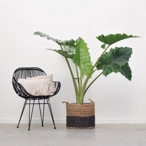 Alocasia Portodora - 160cm