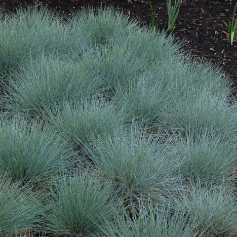 25 x Festuca glauca - Blauwgras in 9x9cm pot met hoogte 5-10cm