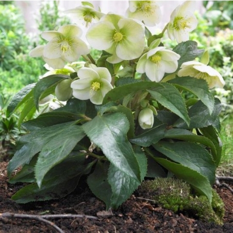 12 x Helleborus niger - Kerstroos in C2 pot met hoogte 10-20cm