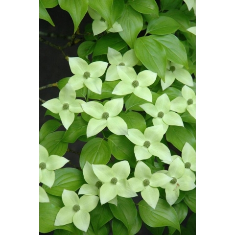 Jonge Grootbloemige Japanse Kornoelje boom | Cornus kousa 'Milky Way' | 150-200cm hoogte