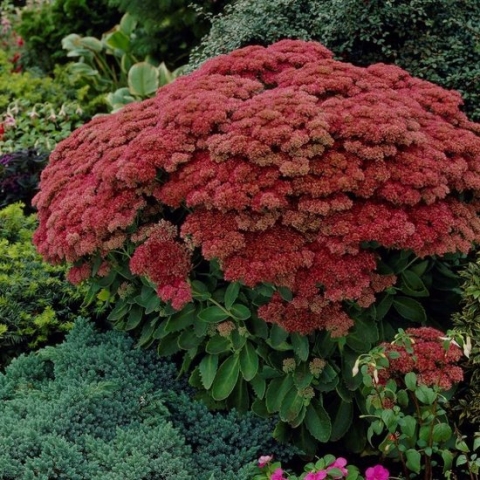 50 x Sedum Herbstfreude - Vetkruid - Hemelsleutel Herbstfreude in 9x9 pot met hoogte 0-10cm