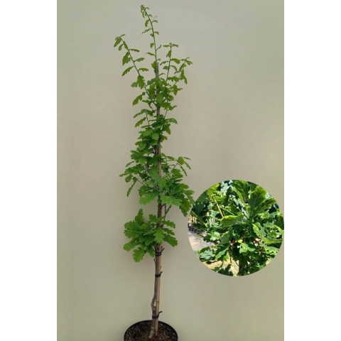 Jonge Zuilvormige Eikenboom | Quercus robur 'Fastigiate Koster' | 100-150cm hoogte