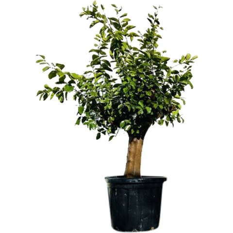 Tropictrees - Limoenboom Tropictrees - Limoenboom - Citrus Latifolia - Limoen - Eetbaar - Citrusboom - Hoogte ca. 200cm