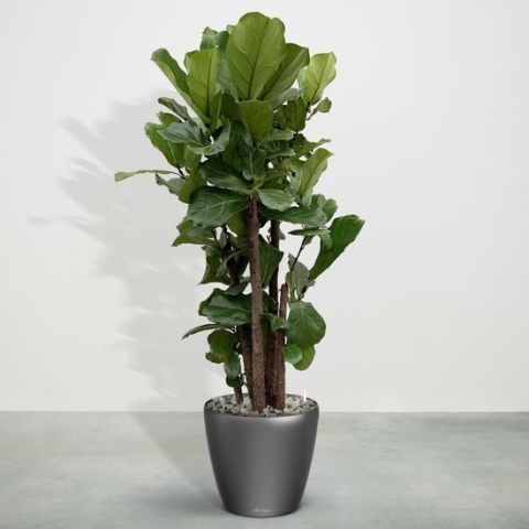 Combideal - Ficus Lyrata vertakt inclusief zelfwaterende pot Joy Antraciet L - 200cm